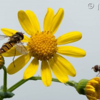 Oxford Ragwort